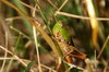 grasshopper