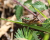 grasshopper