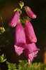 Foxglove