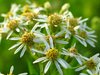 Wild flowers