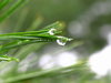 Rain drops