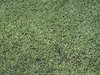 Soccer field