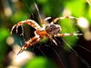 Garden spider