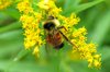 Honeybee