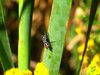 Little fly