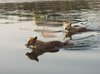 river dogs