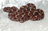 baby  adder snake