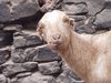 goat