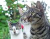 cats 1