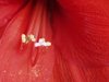 stamen