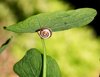 snail
