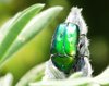 beetle