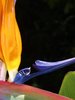 bird of paradise