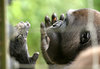 gorilla