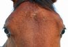 horse c.u.