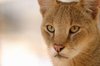 wild cat 2