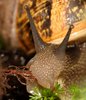 snail 2