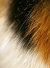 cat fur