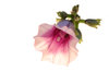 sweet potato flower 1