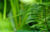 plants