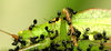 insects