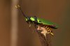 colourful grasshopper