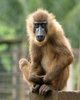 drill monkey  1