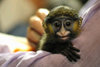 monkey 2