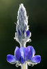 lupin