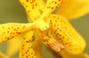 yellow orchid