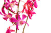 orchids