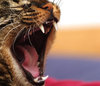 big mouth