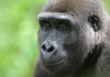gorilla 2