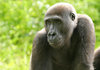 gorilla 1
