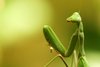 mantis