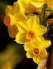 daffodil