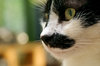 cat  eyes 1
