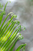 Cycas leaves