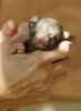 baby fox