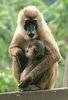 drill monkey  3