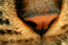 cat nose