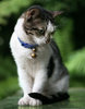 cat  2