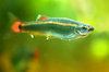 Minnow
