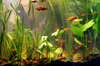 planted aquarium