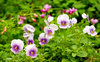 pansies
