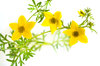 Bidens flowers