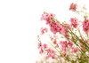 pink flowers