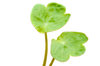 nasturtium