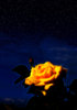 Midnight Rose