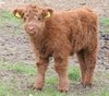 calf